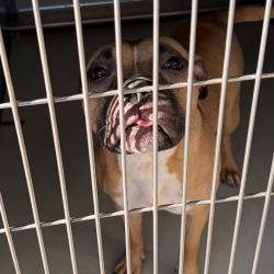 Shelter Stray Female Dog last seen , 328 Furman Hall Rd, Greenville, SC 29609, USA