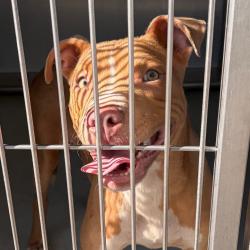 Shelter Stray Male Dog last seen , 328 Furman Hall Rd, Greenville, SC 29609, USA