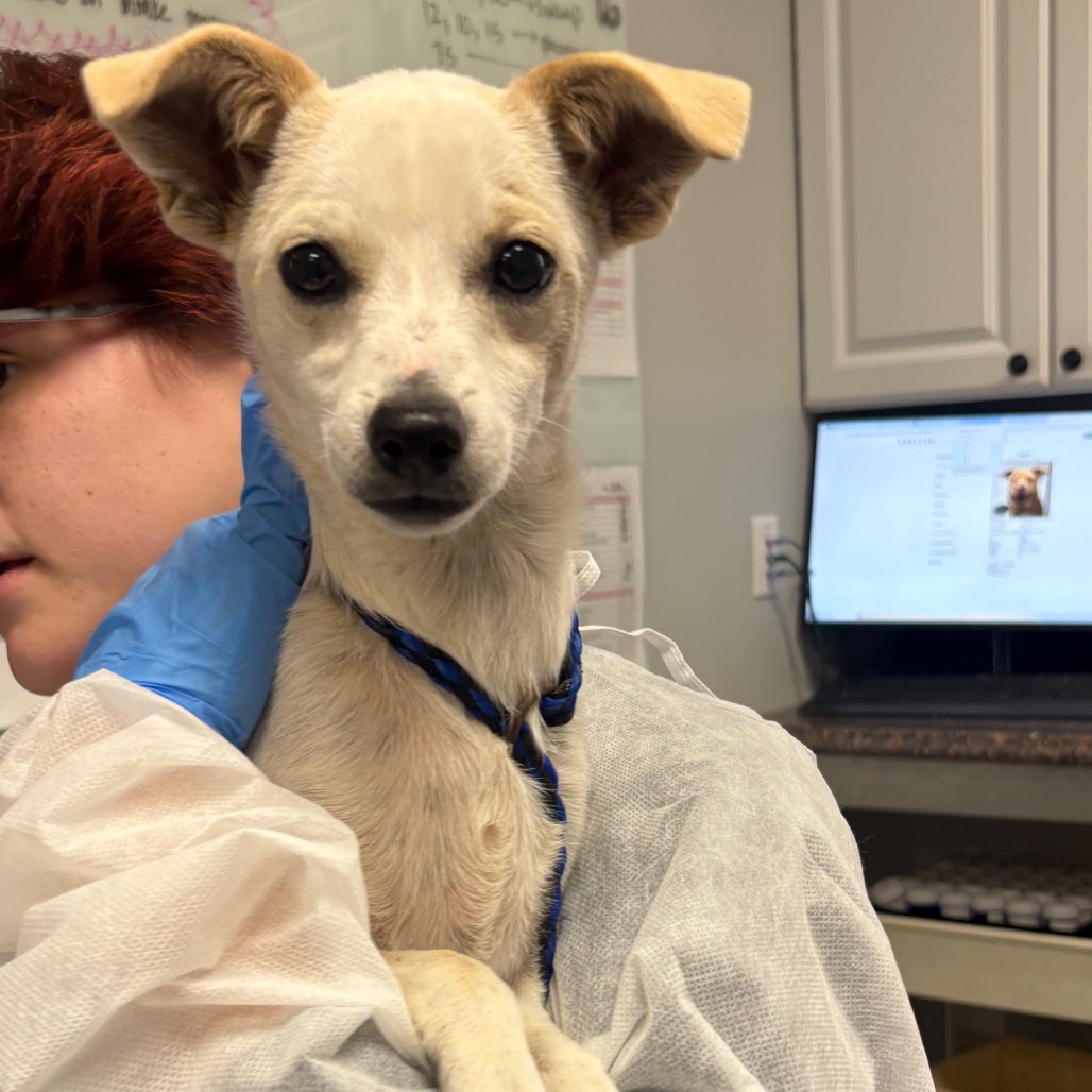 Shelter Stray Female Dog last seen , 328 Furman Hall Rd, Greenville, SC 29609, USA