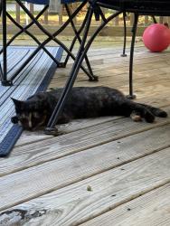 Found/Stray Unknown Cat last seen Ember oaks ave. In Blair wood subdivision, High Point, NC 27265