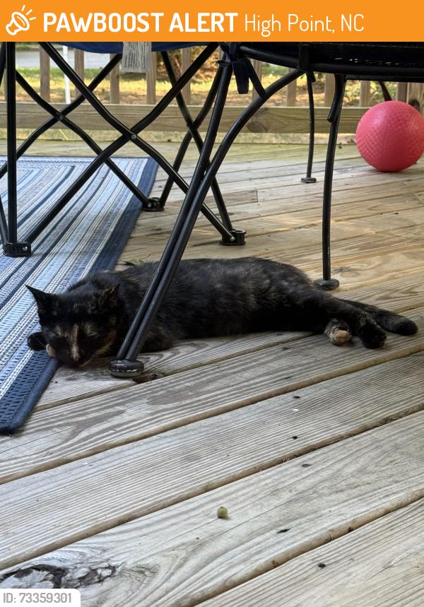 Found/Stray Unknown Cat last seen Ember oaks ave. In Blair wood subdivision, High Point, NC 27265