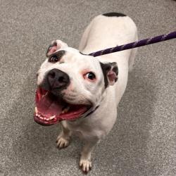 Shelter Stray Female Dog last seen , 21800 Central Ave, Matteson, IL 60443, USA