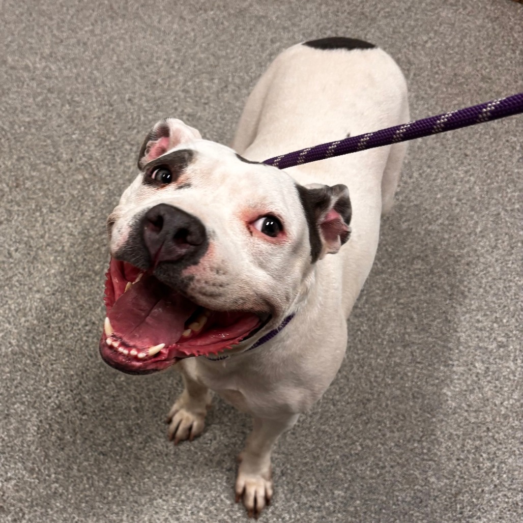 Shelter Stray Female Dog last seen , 21800 Central Ave, Matteson, IL 60443, USA