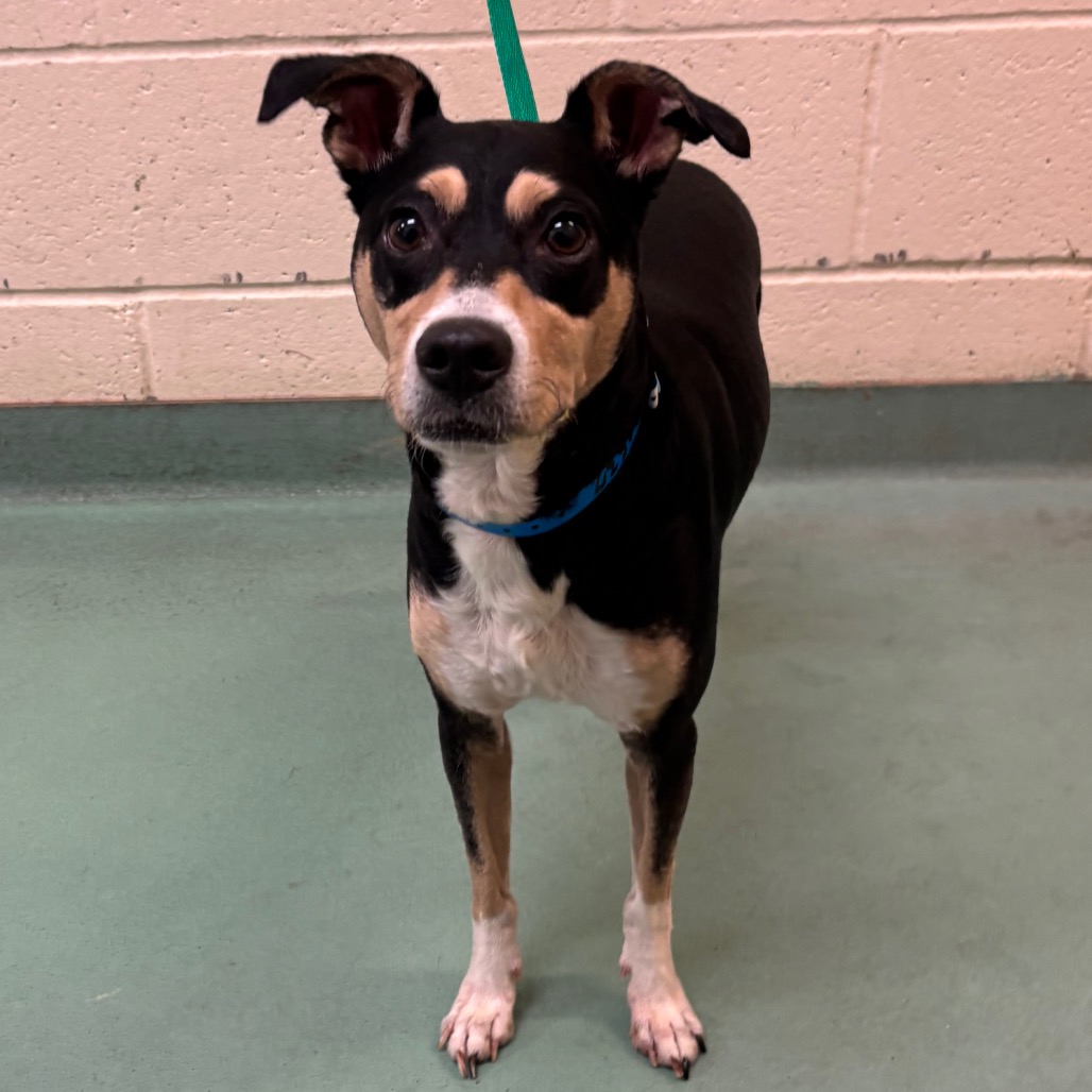 Shelter Stray Male Dog last seen , 2350 Appling City Cove, Memphis, TN 38133, USA