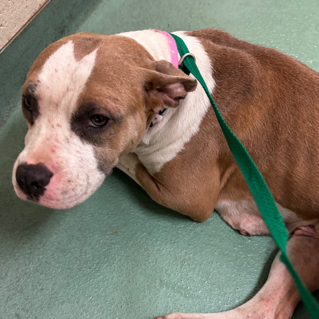 Shelter Stray Female Dog last seen , 2350 Appling City Cove, Memphis, TN 38133, USA