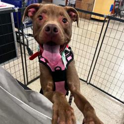 Shelter Stray Male Dog last seen , 2350 Appling City Cove, Memphis, TN 38133, USA