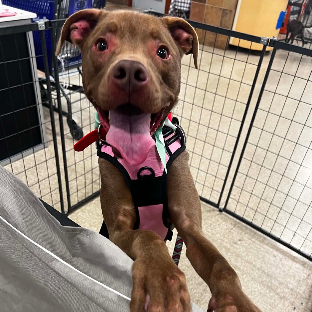 Shelter Stray Male Dog last seen , 2350 Appling City Cove, Memphis, TN 38133, USA
