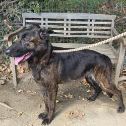 Found/Stray Female Dog last seen Near Cherry Ave, Signal Hill, CA 90755, Signal Hill, CA 90755