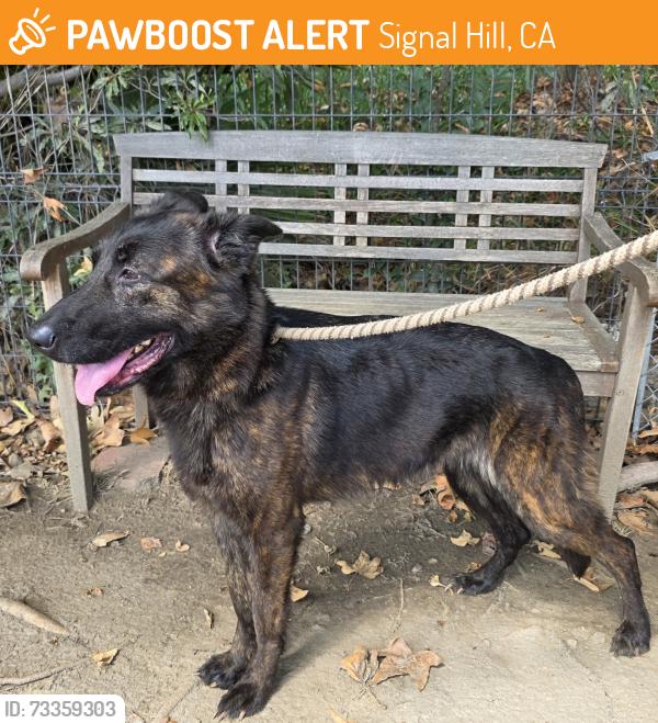 Found/Stray Female Dog last seen Near Cherry Ave, Signal Hill, CA 90755, Signal Hill, CA 90755