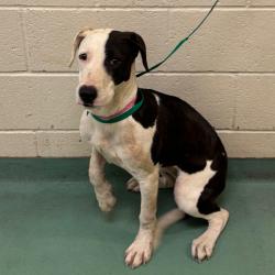 Shelter Stray Female Dog last seen , 2350 Appling City Cove, Memphis, TN 38133, USA