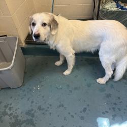 Shelter Stray Male Dog last seen , 2350 Appling City Cove, Memphis, TN 38133, USA