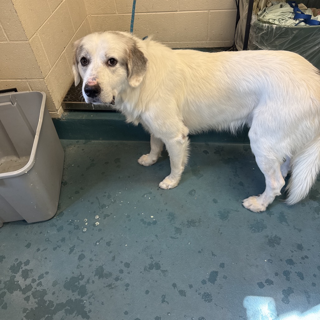 Shelter Stray Male Dog last seen , 2350 Appling City Cove, Memphis, TN 38133, USA