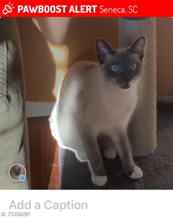 Lost Female Cat last seen Near Reedy Fork Baptist Church, Seneca, SC 29678