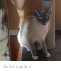Lost Female Cat last seen Near Reedy Fork Baptist Church, Seneca, SC 29678