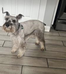 Lost Male Dog last seen Burbank, IL, Chicago, IL 60652