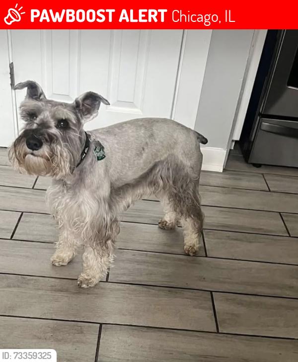 Lost Male Dog last seen Burbank, IL, Chicago, IL 60652