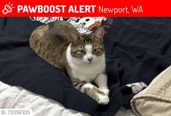 Lost Female Cat last seen Bobier Storage LLc, Newport, WA 99156