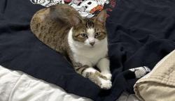 Lost Female Cat last seen Bobier Storage LLc, Newport, WA 99156