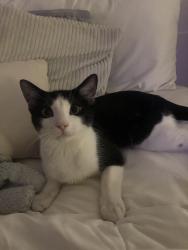 Lost Male Cat last seen Kipling & 8th Avenue, Lakewood, CO 80215