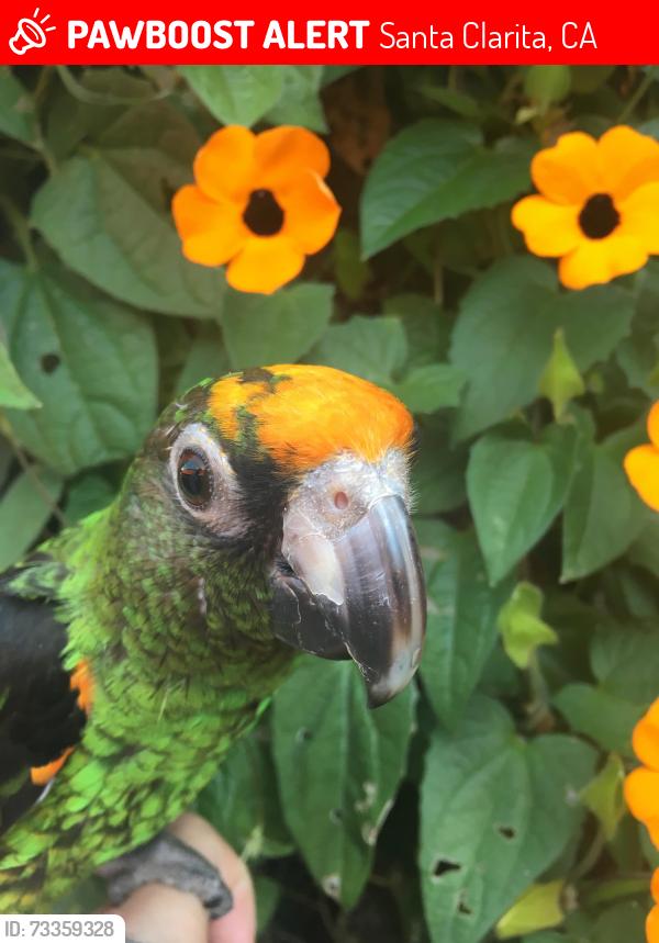 Lost Female Bird last seen Lost Canyon and Medley Ridge, Santa Clarita, CA 91387