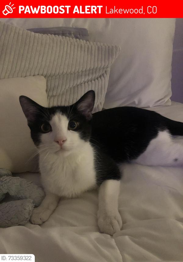 Lost Male Cat last seen Kipling & 8th Avenue, Lakewood, CO 80215