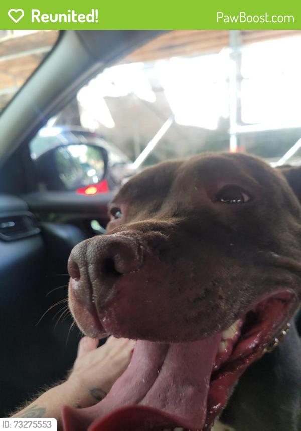 Reunited Female Dog last seen Old Yord rd & Cator ave, Baltimore, MD 21218