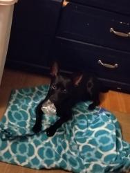 Lost Male Dog last seen South Flores, San Antonio, TX 78214