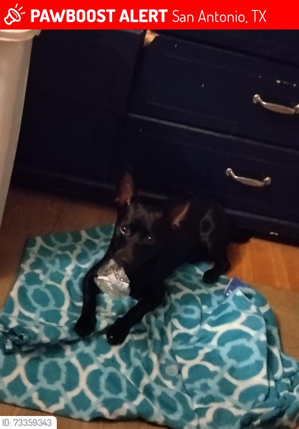 Lost Male Dog last seen South Flores, San Antonio, TX 78214