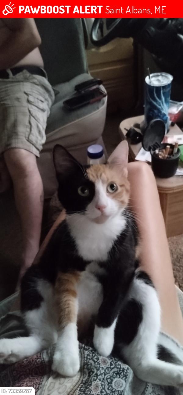 Lost Female Cat last seen Ballad road St Albans Maine, Saint Albans, ME 04971