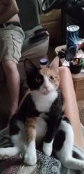 Lost Female Cat last seen Ballad road St Albans Maine, Saint Albans, ME 04971