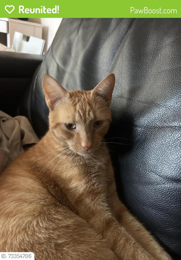 Reunited Male Cat last seen Yacht Harbor Club by Salpere Bay Marina, Portland, OR 97217