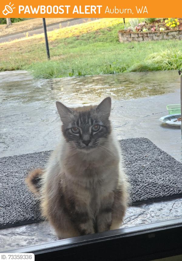 Found/Stray Female Cat last seen 322nd place in auburn, housing area, Auburn, WA 98002
