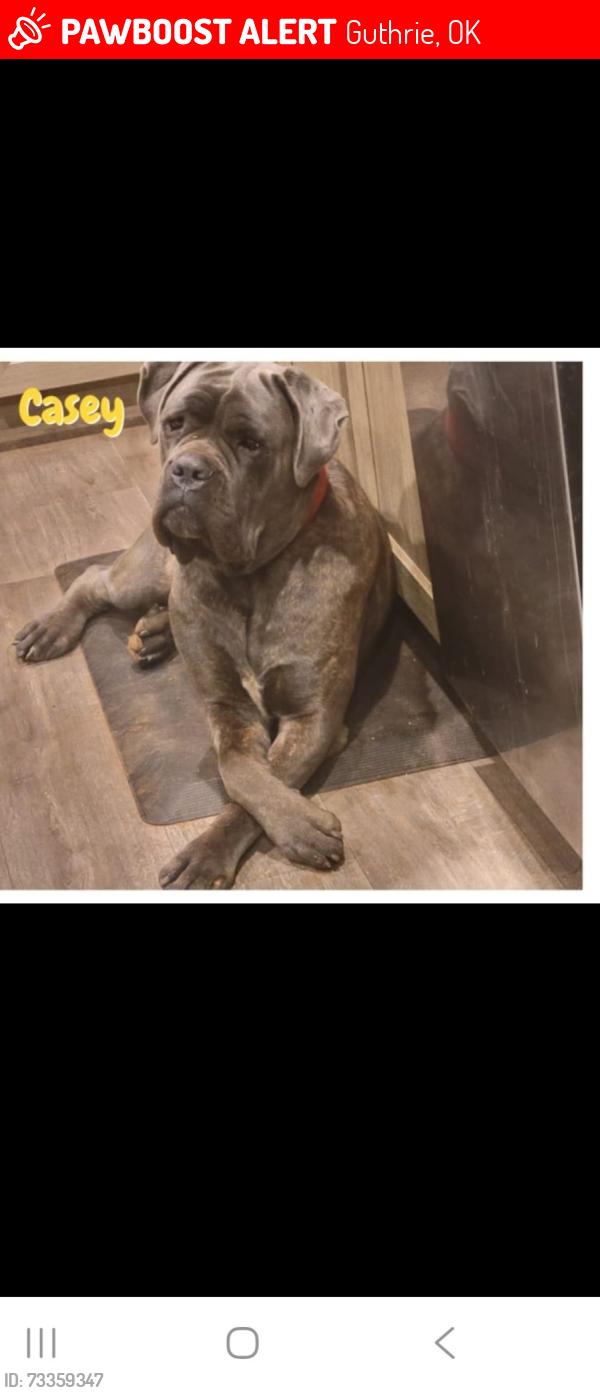 Lost Female Dog last seen Broadway, Guthrie, OK 73044