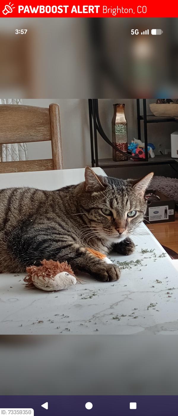 Lost Male Cat last seen 23rd and skeel st Brighton Co, Brighton, CO 80601