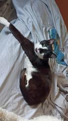 Lost Male Cat last seen Near Skyvue Drive Wheeling wv 26003, Wheeling, WV 26003