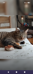 Lost Male Cat last seen 23rd and skeel st Brighton Co, Brighton, CO 80601