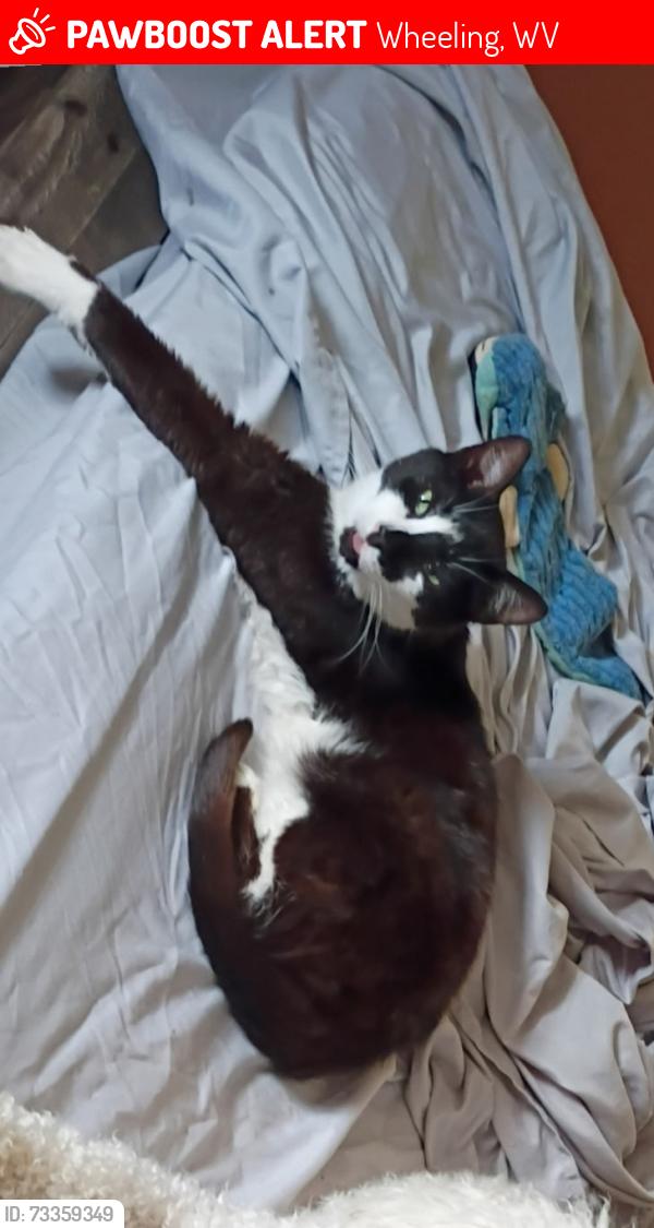 Lost Male Cat last seen Near Skyvue Drive Wheeling wv 26003, Wheeling, WV 26003