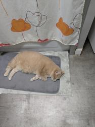 Lost Male Cat last seen Leon-Bloy, Châteauguay, QC J6J 4Z1