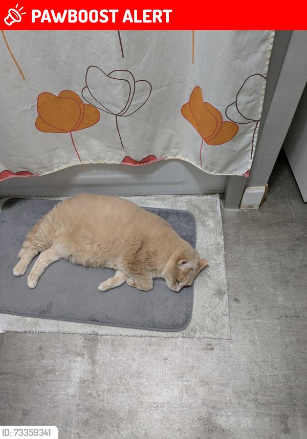 Lost Male Cat last seen Leon-Bloy, Châteauguay, QC J6J 4Z1