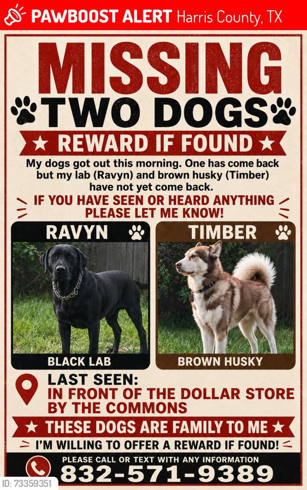 Lost Female Dog last seen Dollar general across from the commons, Harris County, TX 77336