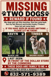 Lost Female Dog last seen Dollar general across from the commons, Harris County, TX 77336
