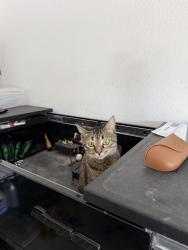 Lost Female Cat last seen Gantzel & Empire, San Tan Valley, AZ 85143