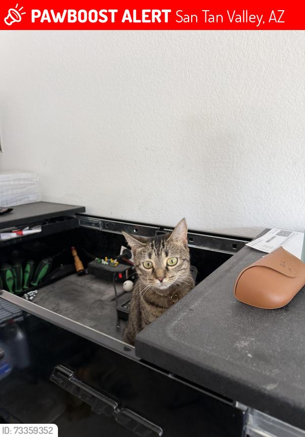 Lost Female Cat last seen Gantzel & Empire, San Tan Valley, AZ 85143