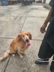 Found/Stray Male Dog last seen Santa Fe Ave and Alondra ave, Compton, CA 90221