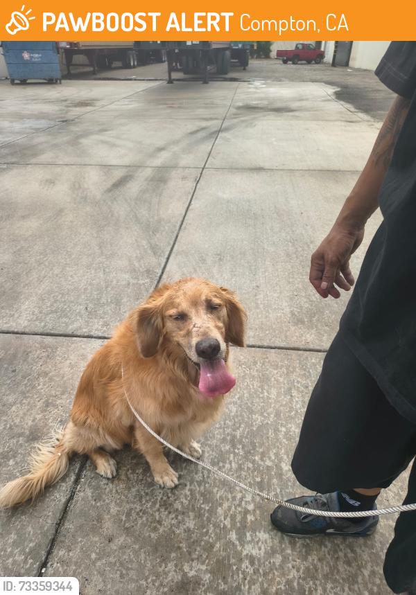 Found/Stray Male Dog last seen Santa Fe Ave and Alondra ave, Compton, CA 90221