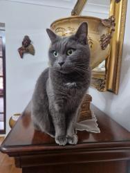 Lost Male Cat last seen Turves road & Henley Avenue, Cheadle Hulme, England SK8 6AR