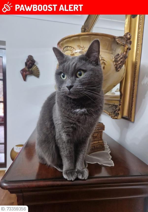 Lost Male Cat last seen Turves road & Henley Avenue, Cheadle Hulme, England SK8 6AR