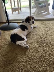 Reunited Female Dog last seen Rankin/Spears humble, Humble, TX 77396