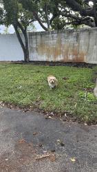 Found/Stray Unknown Dog last seen Near NE 15th Terr Pompano Beach, FL 33064 United States, Pompano Beach, FL 33064