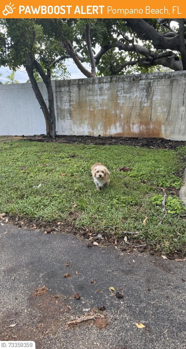 Found/Stray Unknown Dog last seen Near NE 15th Terr Pompano Beach, FL 33064 United States, Pompano Beach, FL 33064